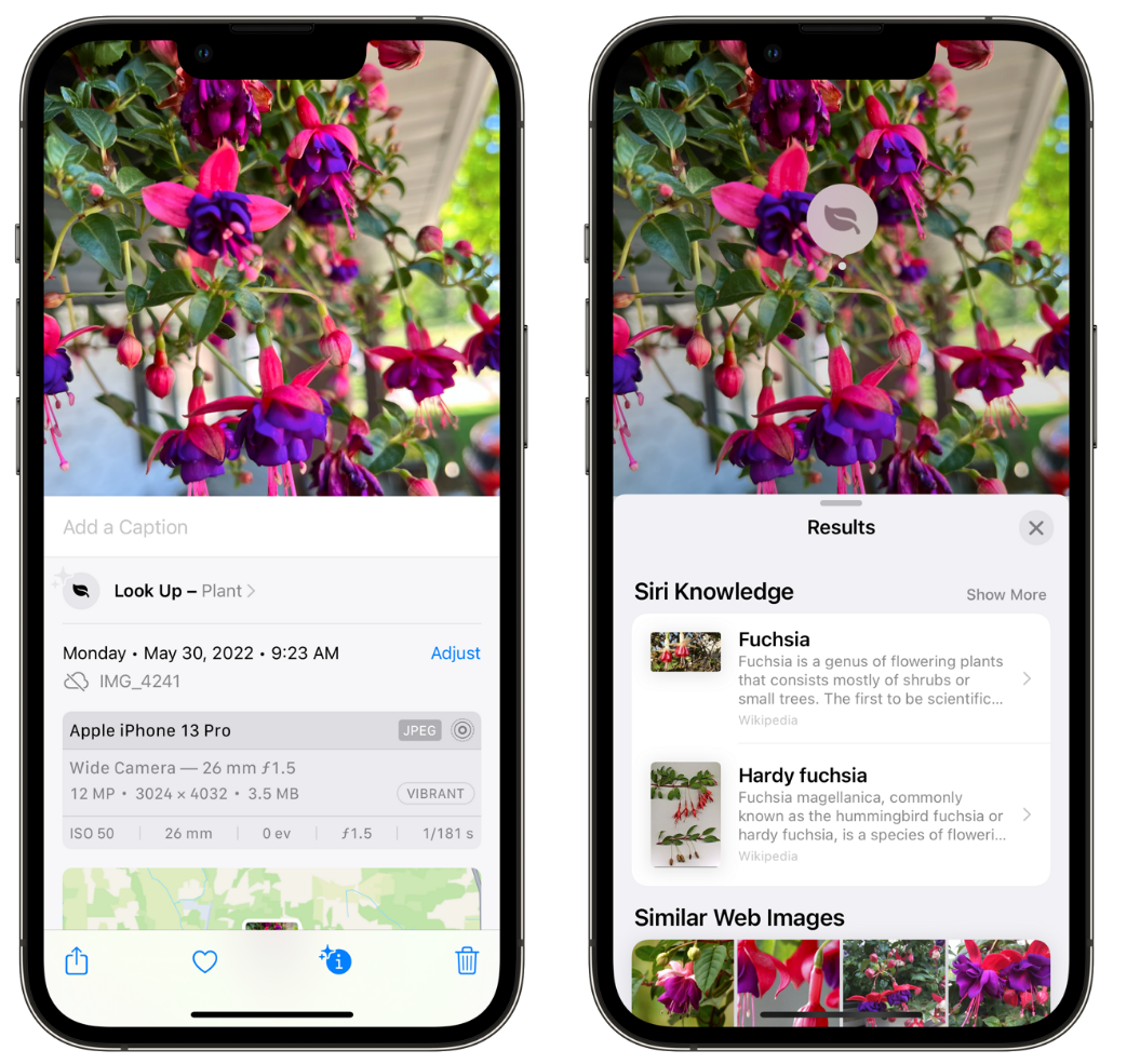 江都苹果手机维修分享小技巧：使用 iPhone 相机识别花卉植物 